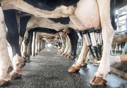 10 choses à savoir sur les vaches laitières