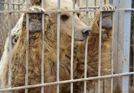 Brown bear in a cage