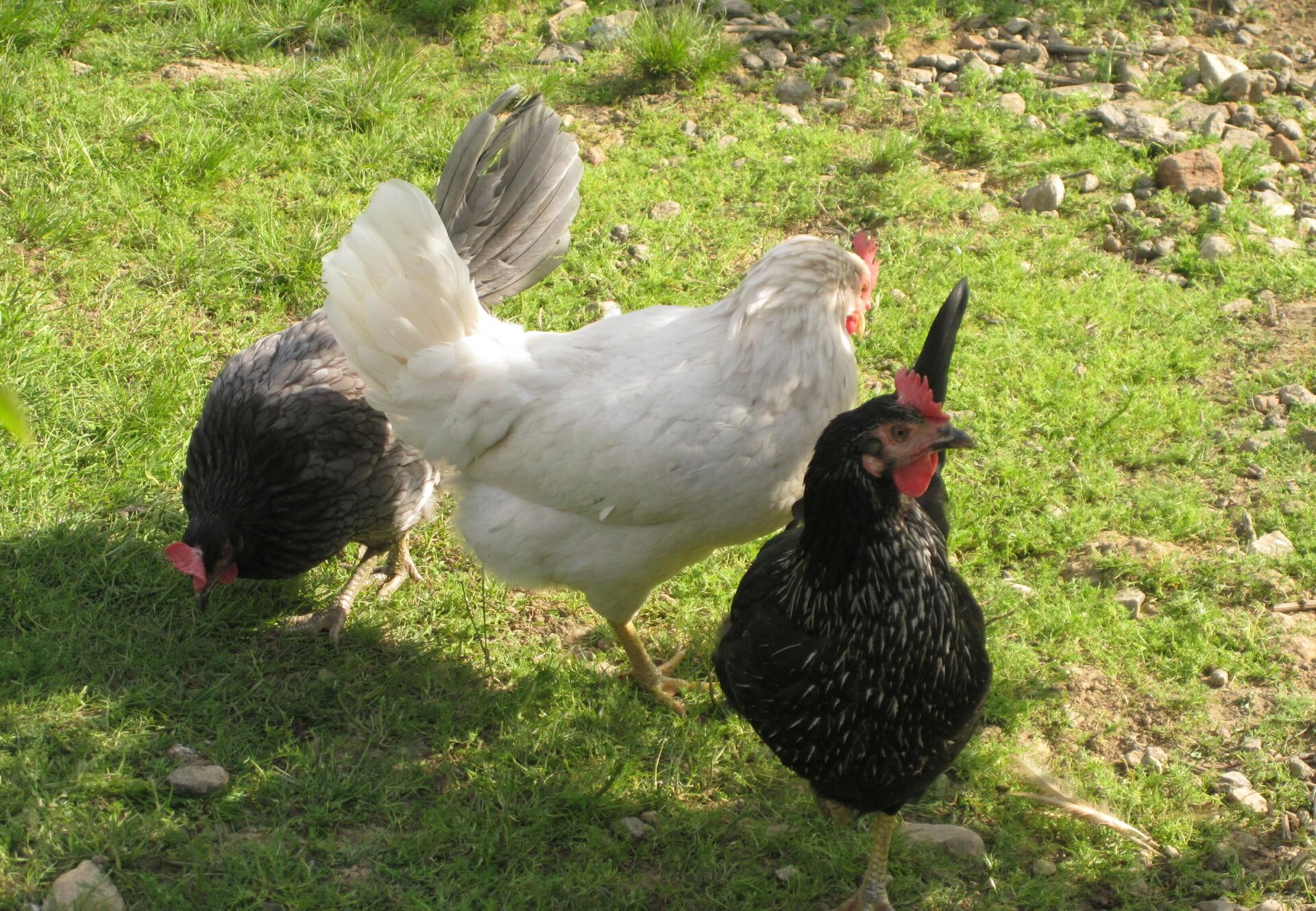 10 Facts About Chickens - FOUR PAWS Australia - Animal Welfare Charity