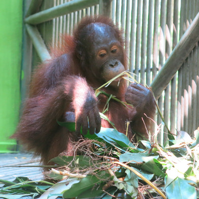 Orangutan Amalia sedang makan