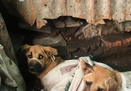 Hunde in dicken Säcken mit zugebundenen Mäulern, Borneo 2021