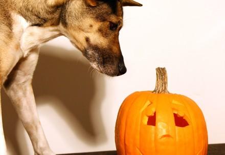 Halloween for pets