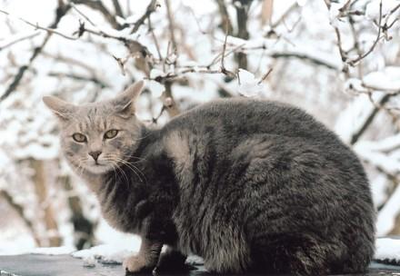 Gray stray-cat on little roof with snow