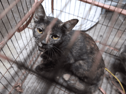 Cat rescued from slaughterhouse in Vietnam