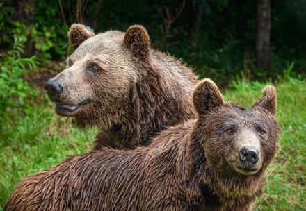 brown bears Michal and Tapsi