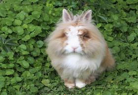 10 Fakten über Kaninchen