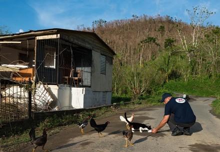 Helping animals following Hurricane Maria, Puerto Rico