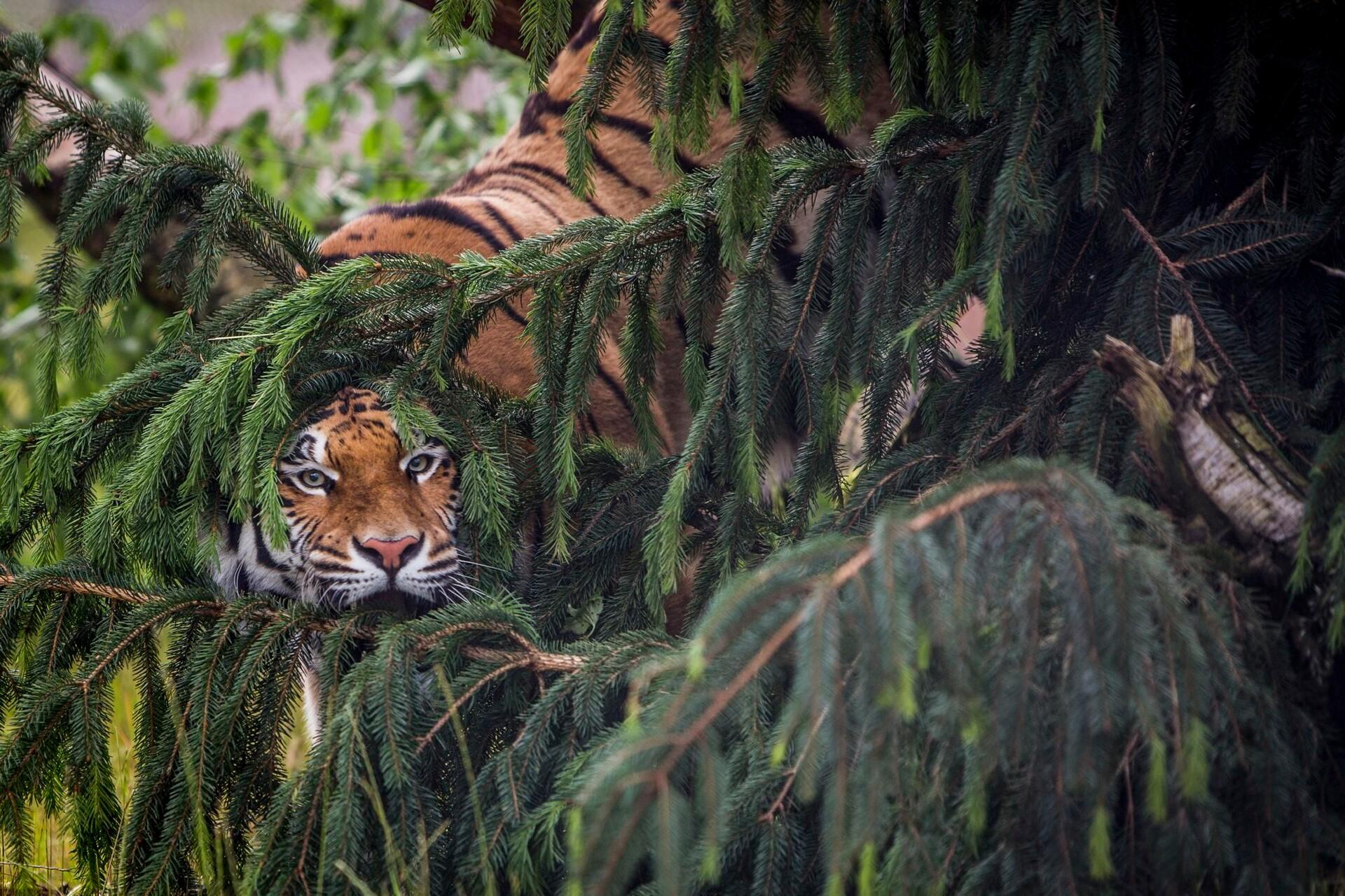 Tiger im Versteck bei TIERART