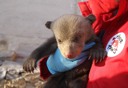 Bear cub rescued by FOUR PAWS