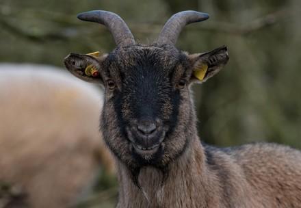 Ethiopian highland goat