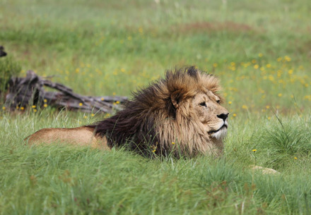 Lion Gamba at LIONSROCK