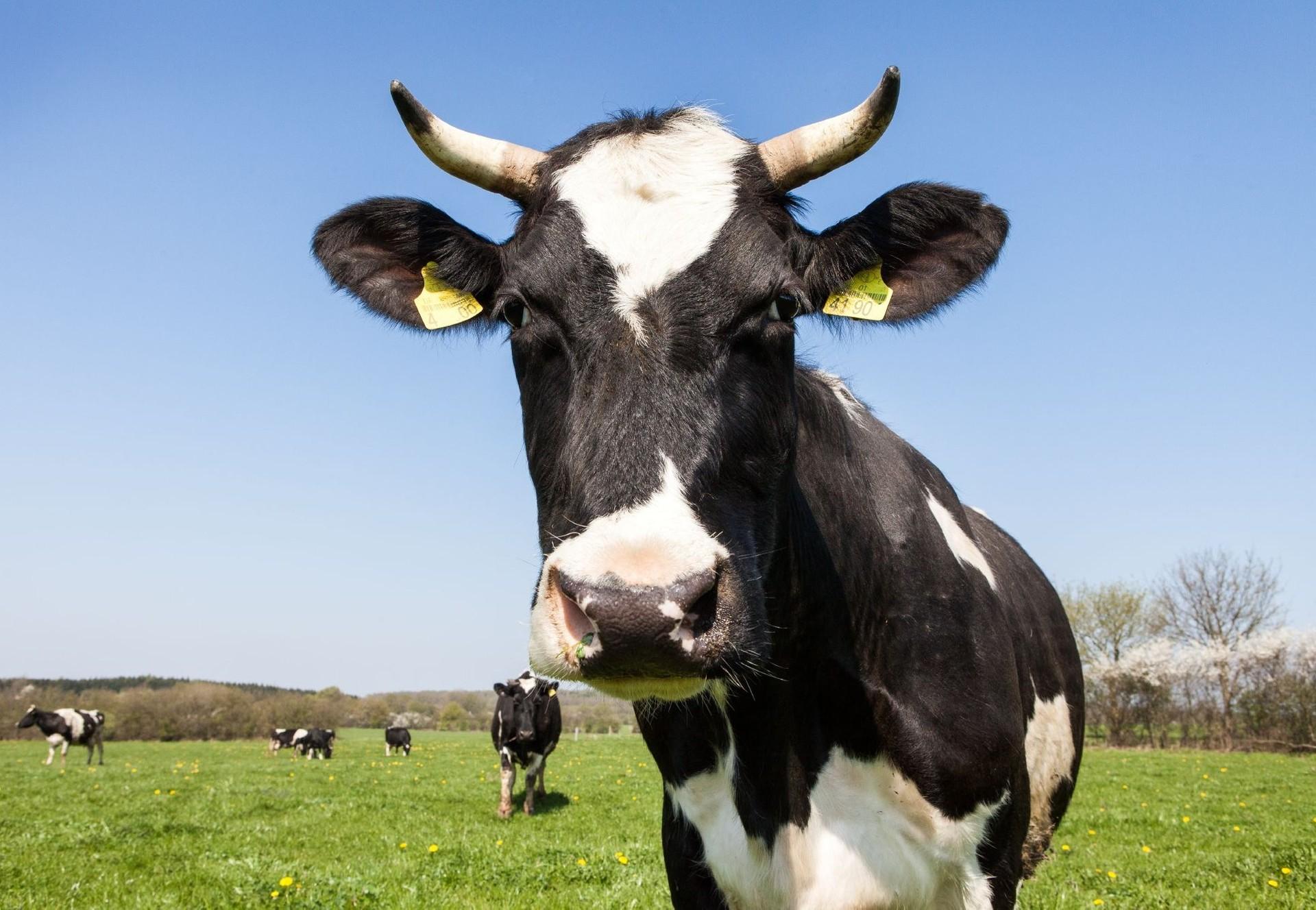 10 choses à savoir sur les vaches laitières - QUATRE PATTES en France -  Organisation mondiale de protection des animaux