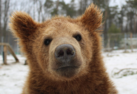 A brown bear looking straight ahead