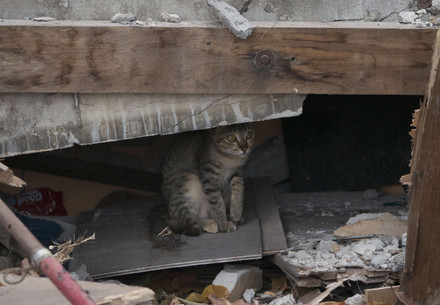 Chat dans les décombres après une catastrophe - Image symbolique d'une précédente mission entreprise par QUATRE PATTES