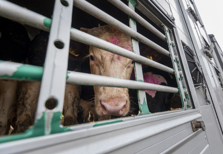 Picture of a cow behind the bars of a transport truck