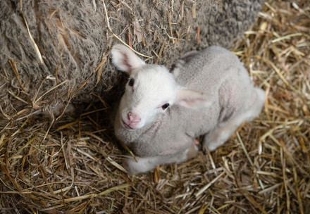Ein neugeborenes Lamm neben seiner Mutter