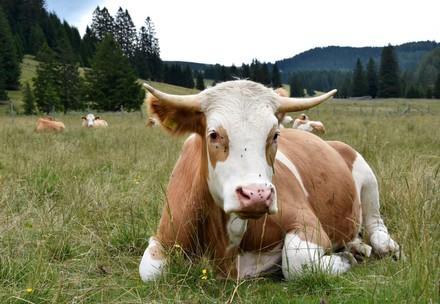 Cow on a Meadow