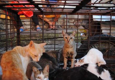 British actor Peter Egan visits “sickening horrors” of North Sulawesi’s brutal dog and cat meat markets, calls on Indonesian government to take action