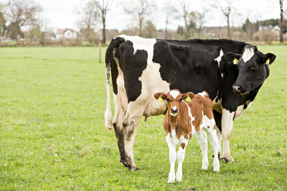 Dairy cow and mother