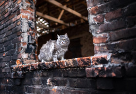 Ukraine: One Year into War and Animal Welfare Efforts Intensify