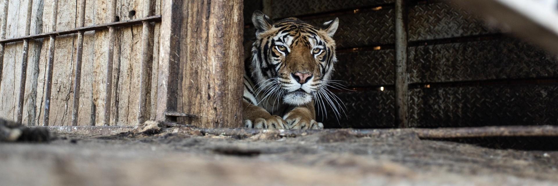 Abandoned Tiger