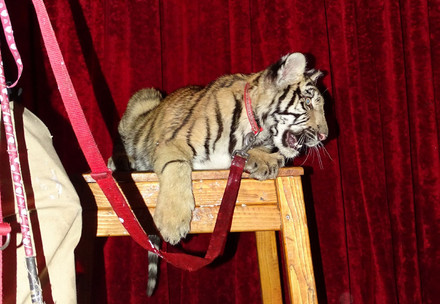 Tiger cub for tourism