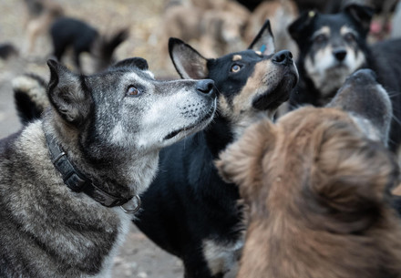 Streunerhunde in Moldawien