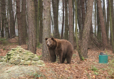 Bear Bakhmut at BEAR SANCTUARY Domazhyr