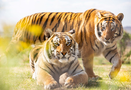 Tigers in our sanctuary