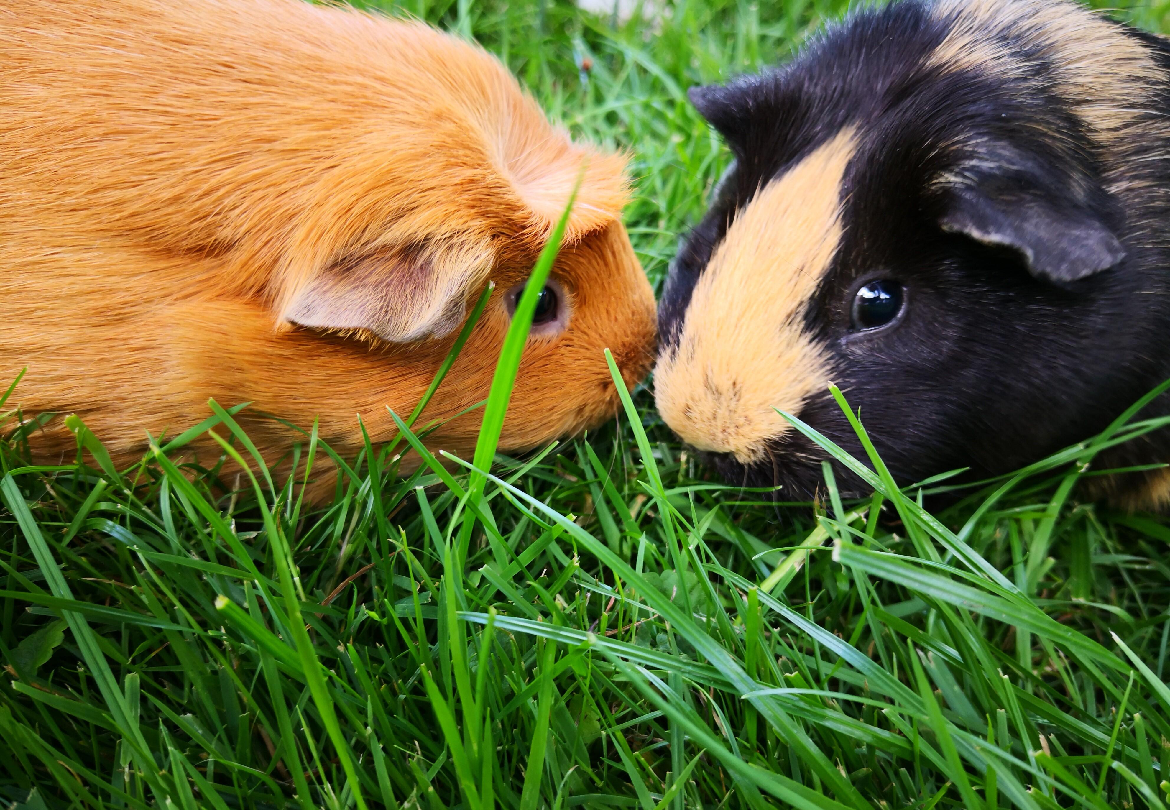 Putting Guinea Pigs Together Publications Guides Our Stories Four Paws Inte...