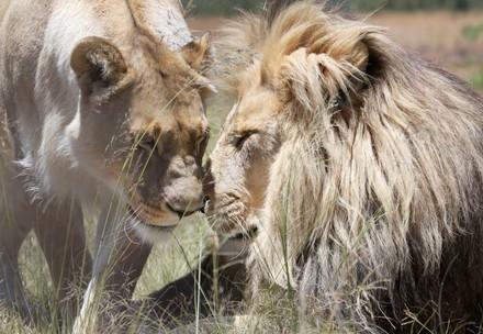 Lions kissing
