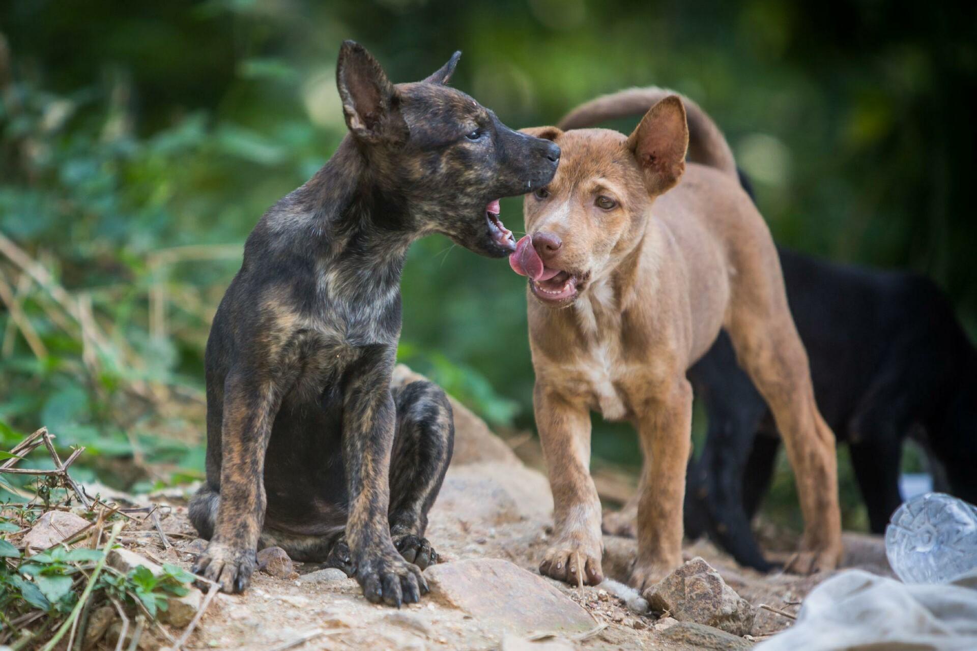Streunerhunde in Thailand (c) VIER PFOTEN