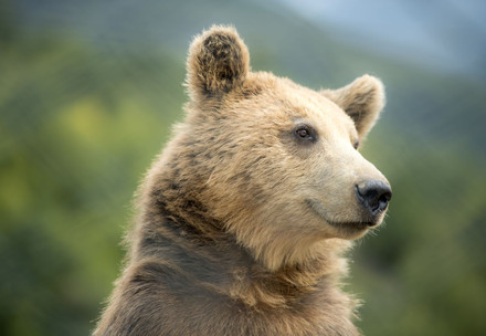 Bear Gjina at BEAR SANCTUARY Prishtina