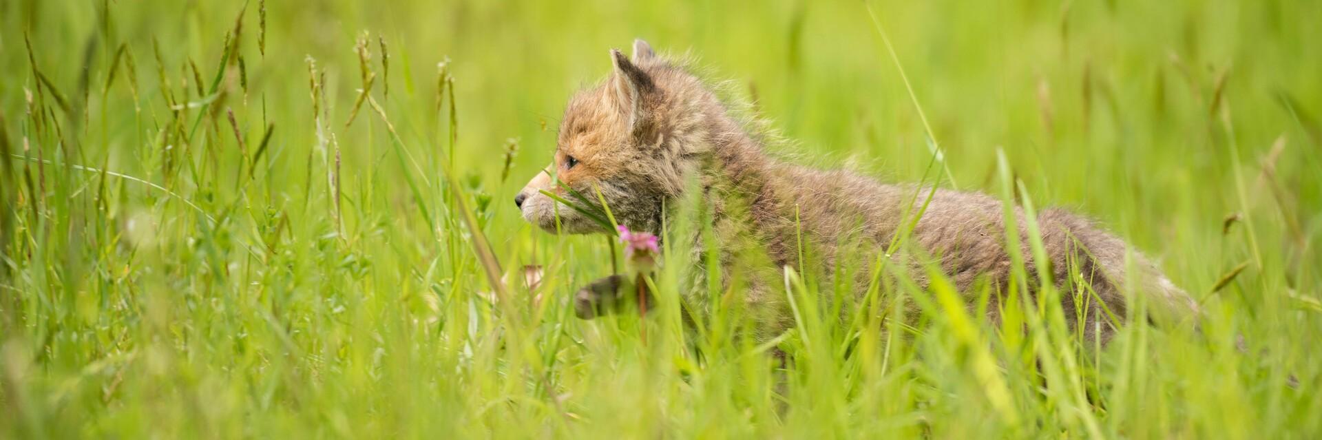 Young fox at TIERART