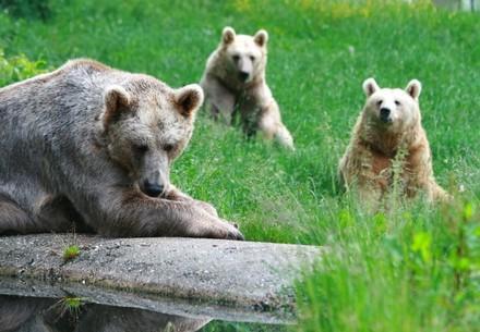 Group of bears