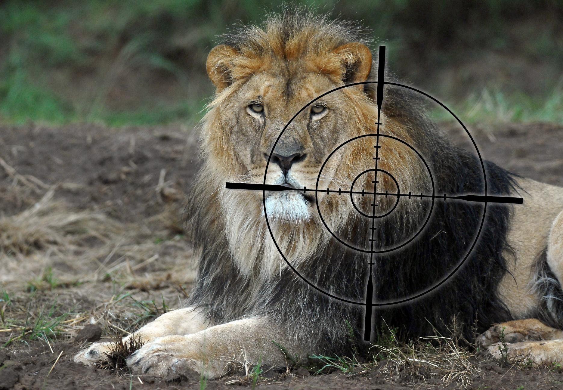 Canned Lion Hunting - FOUR PAWS in US - Global Animal Protection  Organization