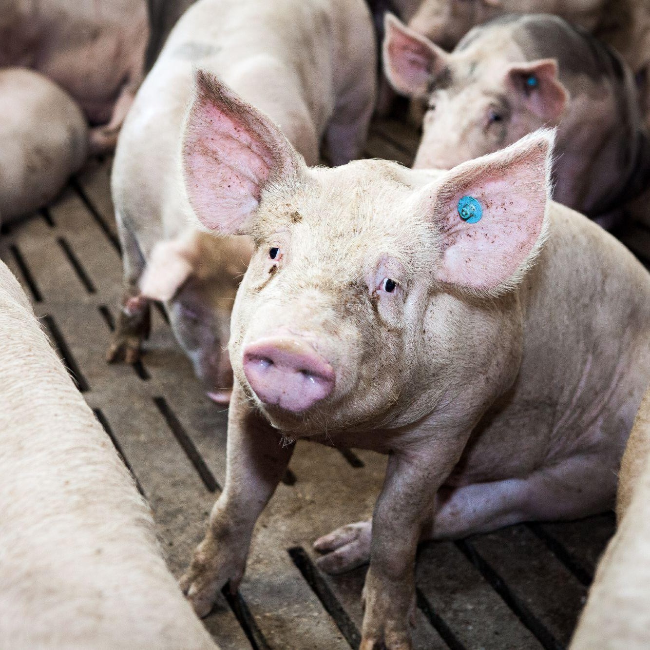 Pig with ear tag on a pig farm