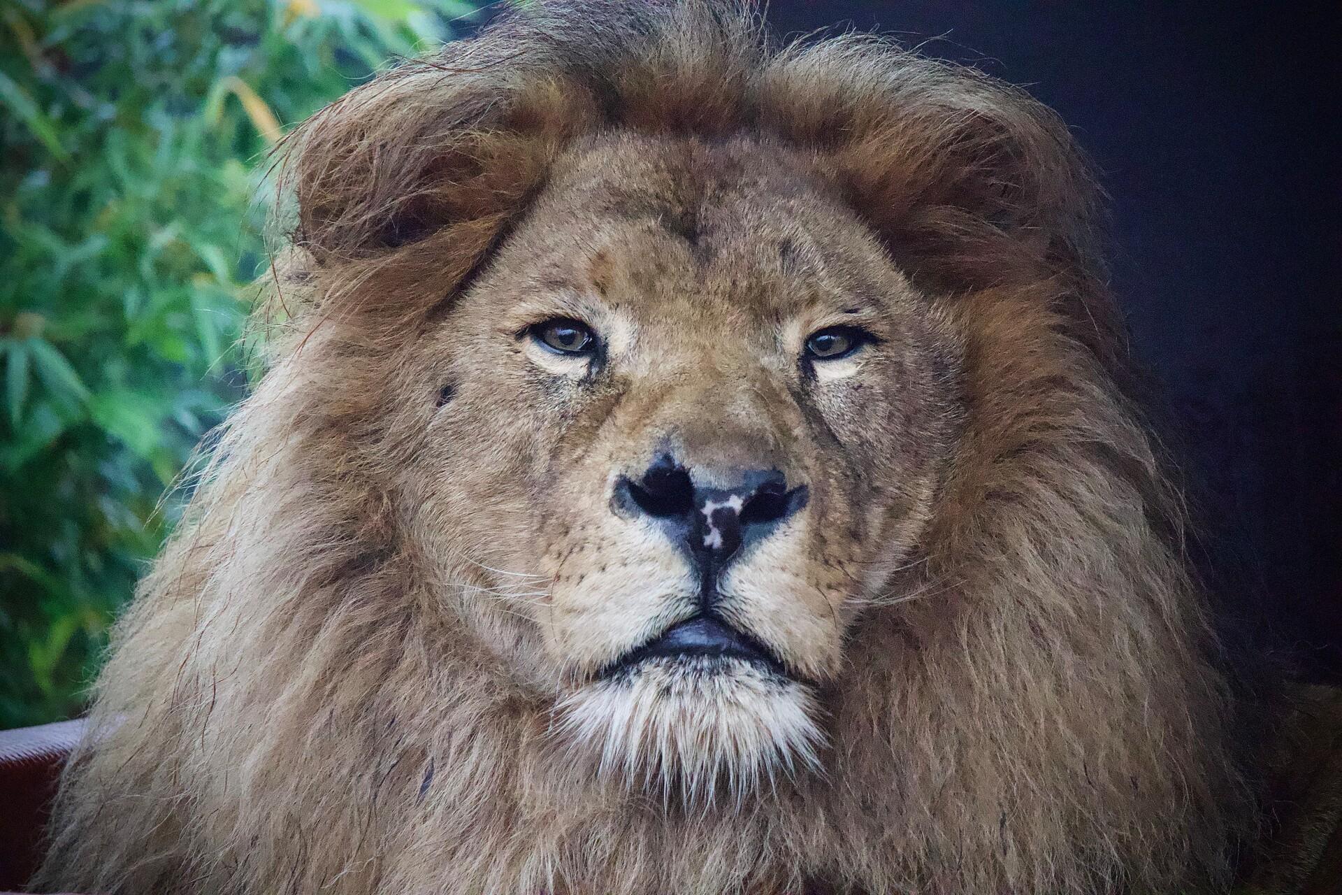 Lion Bobby in FELIDA