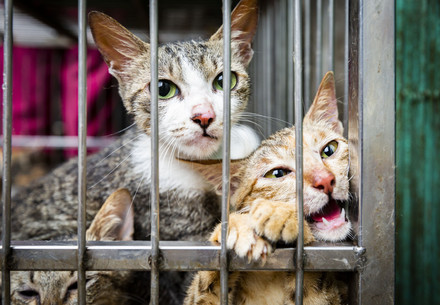 cats crammed in cages for cat meat trade