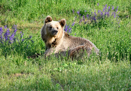 Bear Dushi at BEAR SANCTUARY Müritz