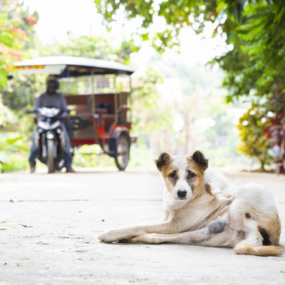 Stray dog in Cambodia