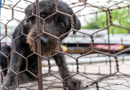 FOUR PAWS launches major campaign in Vietnam to End the “Cruel and Barbaric” Dog and Cat Meat Trade