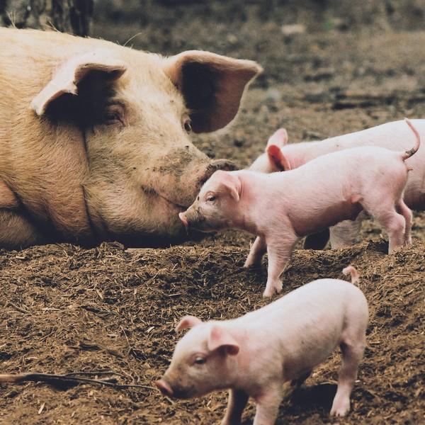 Geburtszange für Schweine Ferkel Geburtshilfe Schweinezucht Schweinehaltung Sau 