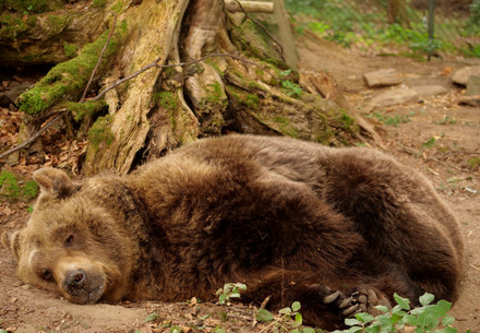 Rescued brown bear, Mark, napping at the base of a tree comfortably