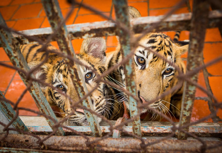 tiger cubs in cage