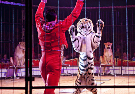 Tiger und Löwen bei der Dressur im Zirkus