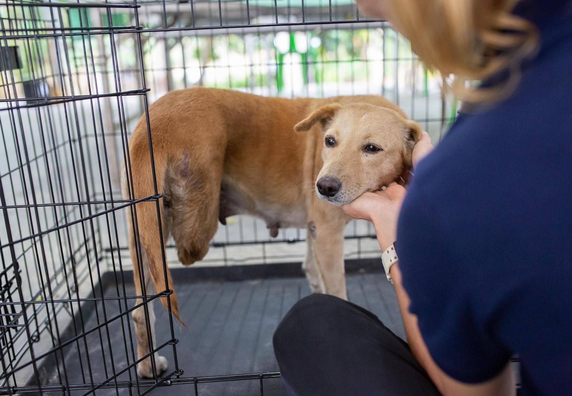 Thailand launches “first-of-its-kind” initiative to improve dog welfare -  FOUR PAWS International - Animal Welfare Organisation