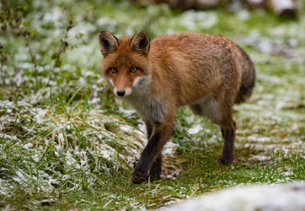 Red Fox Porthos walks in frosty grass at TIERART