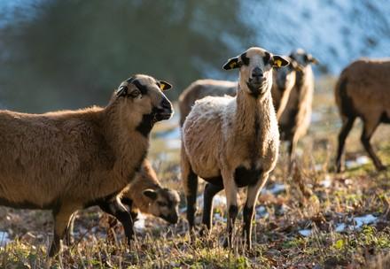 Schafe in TIERART