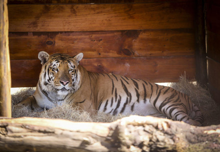 Tiger Laziz in his shelter 